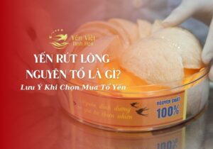 Yến Rút Lông Nguyên Tổ