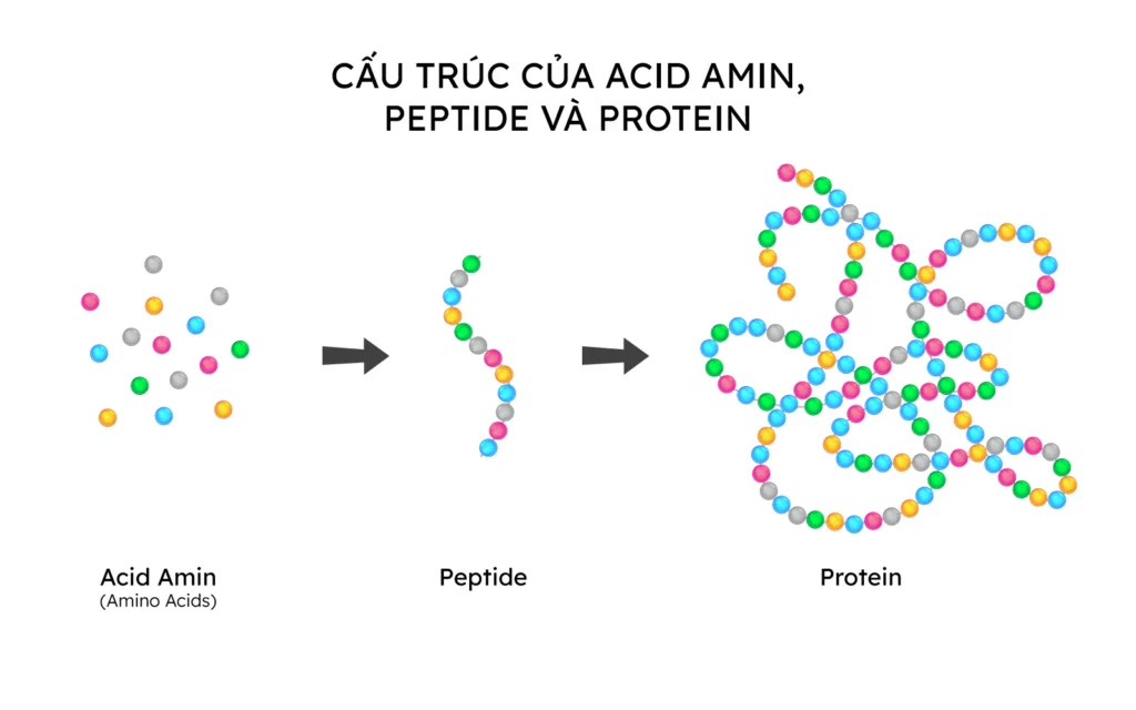 Cấu trúc của Amino Acid