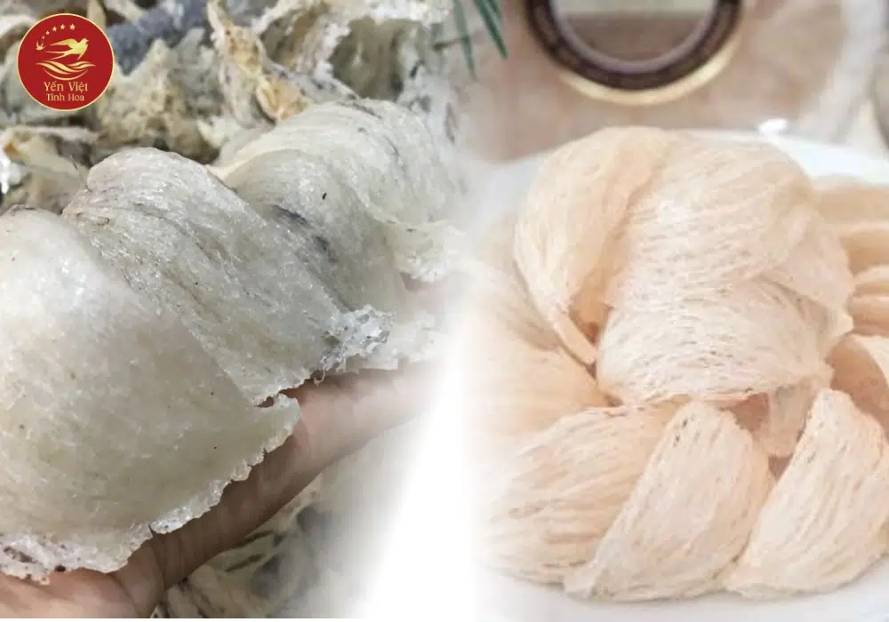 Phân loại yến sào