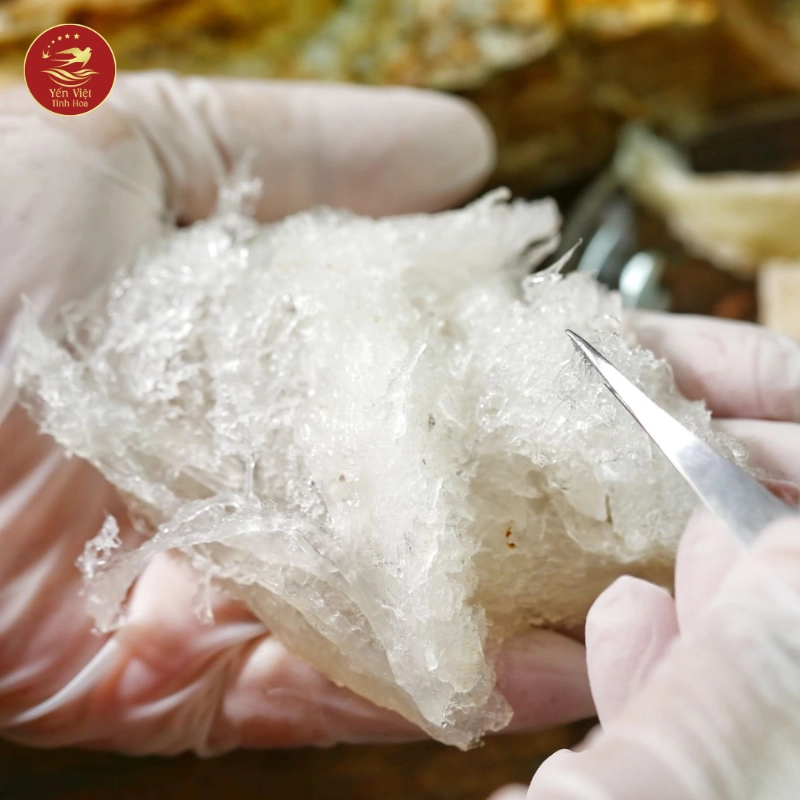 Vì Sao Giá Yến Sào Tinh Chế Cao Hơn?