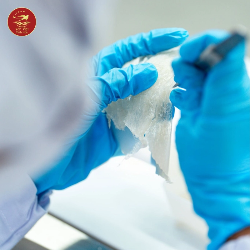 Cách Chọn Mua Yến Tinh Chế Chất Lượng